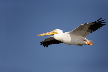 Fototapeta na wymiar Portrait of American White Pelican in flight