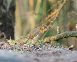 Robin bird sitting on forest ground.