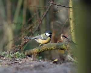 Fototapeta premium Great tit bird perched on branch in forest.