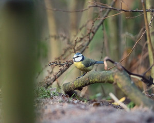 Eurasian blue tit perched on branch in forest.
