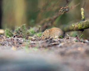 Bank vole (mouse) foraging on forest ground.