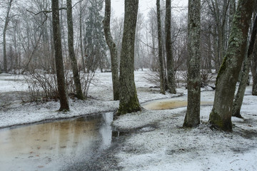 Snowfall in the Kemeri National Park, Latvia