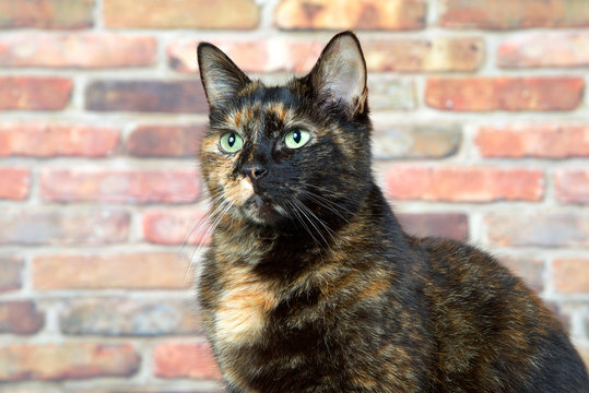 Portrait of a Tortoiseshell Tortie cat by brick wall looking to viewers left. Tortoiseshell cats with the tabby pattern as one of their colors are sometimes referred to as a torbie.