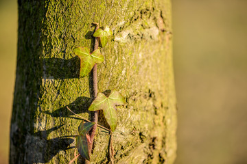 branch of ivy growing on the tree trunk