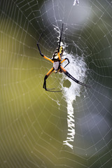 Orb weaver at home