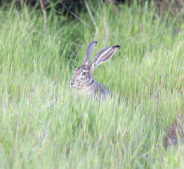 Black-tailed Jackrabbit (Lepus californicus) Hiding in Green Grass. Santa Clara County, California, USA.