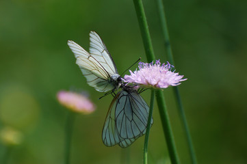 Aporia crataegi, Black Veined White butterfly