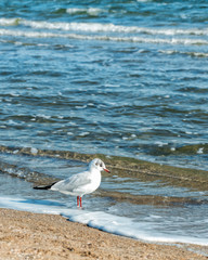 Seagull standing alone on beach
