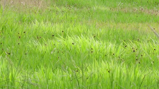 Capim verde ao vento.