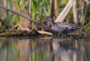 Spotted Redshank - Tringa erythropus