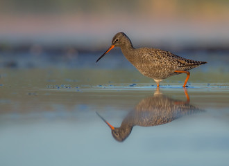 Spotted Redshank - Tringa erythropus