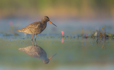 Spotted Redshank - Tringa erythropus