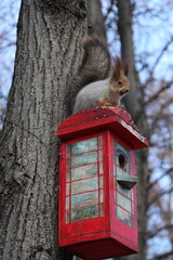 Squirrel in Moscow park