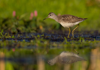 Wood Sandpiper - Tringa glareola - feeding at a wetland