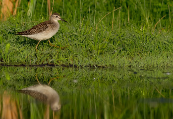 Wood Sandpiper - Tringa glareola - feeding at a wetland