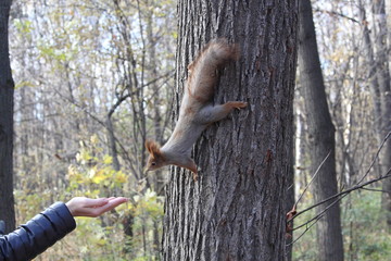 Squirrel in Moscow park
