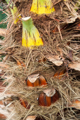 Trunk of a palm