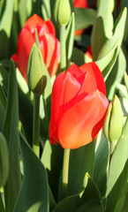 red tulip 