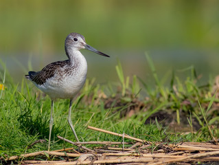 Common Greenshank - Tringa nebularia
