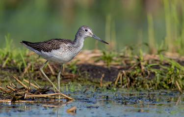 Common Greenshank - Tringa nebularia