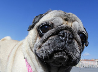 Pug face