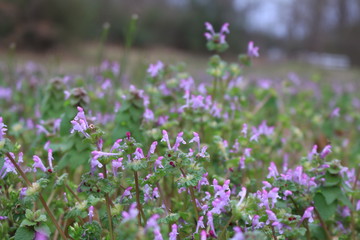 Obraz premium Clover Blossoms