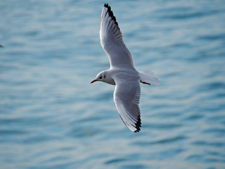 Seagull
