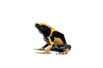 Regina Dyeing Poison dart frogling, Dendrobates tinctorius, on white