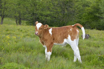 Beautiful little calf in green grass