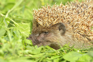 West european hedgehog (Erinaceus europaeus) in the garden