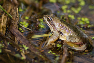 frog