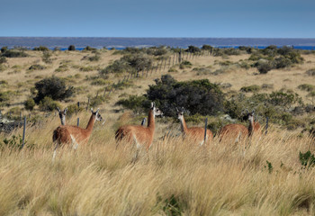 Guanaco in peninsula Valdes