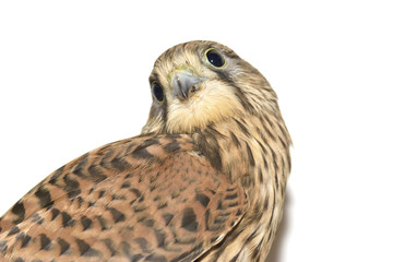 Kestrel ( Falco tinnunculus ) on hand. Isolated on white background