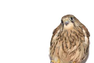 Obraz premium Kestrel ( Falco tinnunculus ) on hand. Isolated on white background