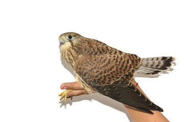 Kestrel ( Falco tinnunculus ) on hand. Isolated on white background