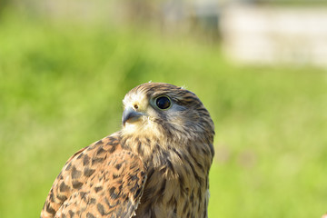 Kestrel, Falco tinnunculus, single female on branch