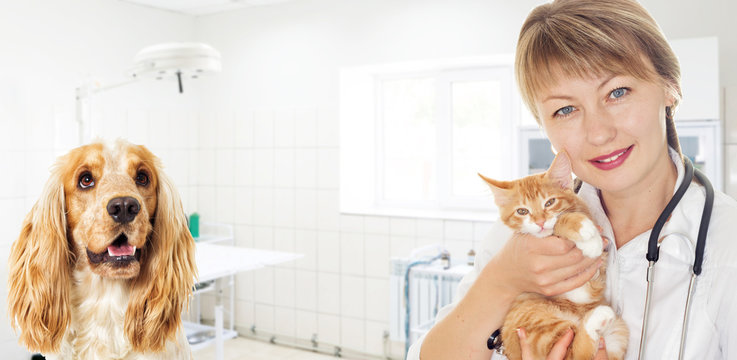 woman veterinary doctor and a small kitten And the dog