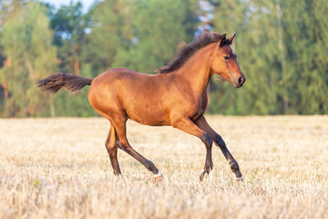 Arabian foal running gallop on a meadow