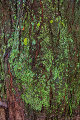 tree bark as background