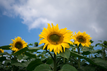 Sonnenblumen