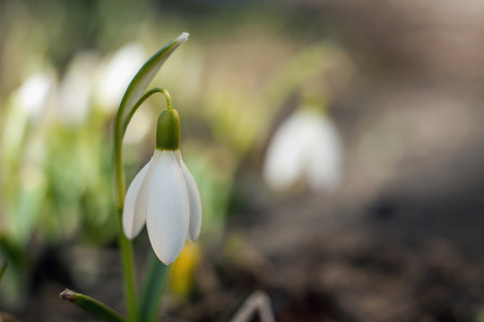 White snowdrop bell. Flower in the shape of a small bell. The first sign of spring. 