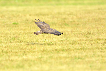 Birds of prey - flying Common Buzzard (Buteo buteo), autumn. Hunting time, searching something to eat.
