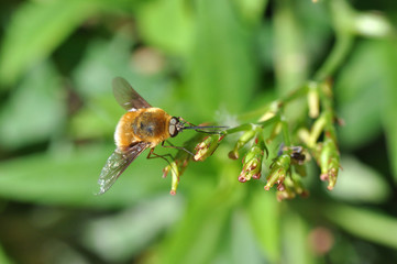 Bee-fly, Bombylius resting on pink flowers with a green background