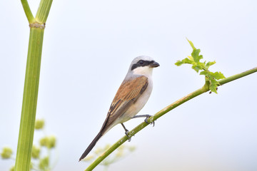 Red-backed Shrike