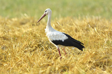 Birds - White Stork (Ciconia ciconia)