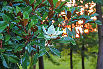 Blooming white Magnolia on sunset. © Olga