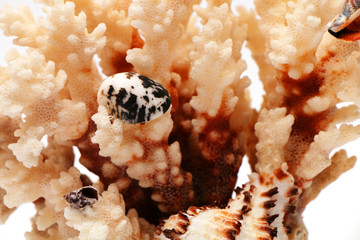 Coral from the bottom of the sea and seashells on it on a white background.
