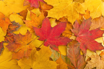 Naklejka na ściany i meble Maple leaves in autumn colours