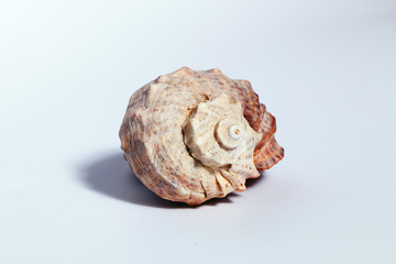 Sea shell on a white background.