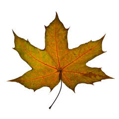 Autumn maple leaf